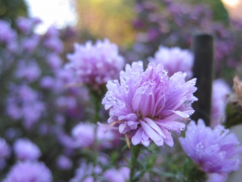 paarse bloem